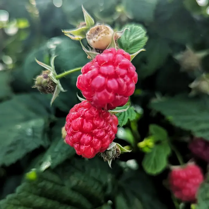 Close-up of two raspberries hanging from a leafy stem, with foliage blurred behind them.